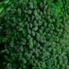 Fresh Broccoli Near Me - wholesale supplier | AgroFoods Global