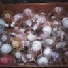 Bulbs — Bulk & Wholesale Supply