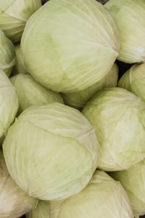 Cabbage Savoy - wholesale supplier | AgroFoods Global