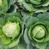 Cabbage Savoy Netherlands - wholesale supplier | AgroFoods Global