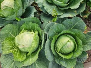 Cabbage Savoy Netherlands - wholesale supplier | AgroFoods Global