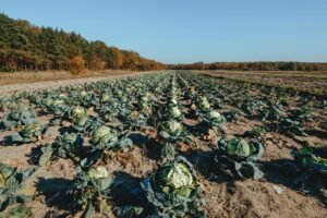 Chinese Cabbage 1kg UAE – Fresh Napa Cabbage Wholesale & Supplier Dubai - wholesale supplier | AgroFoods Global