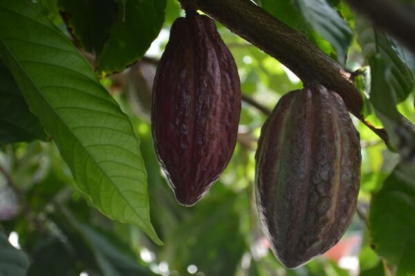 Coco Broyeur De Feve De Cacao - wholesale supplier | AgroFoods Global