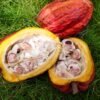 100 Pure Raw Cocoa Butter Cacao - wholesale supplier | AgroFoods Global