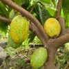 Fa Cacao Cream & Oil Shower Cream 250ml – Wholesale & Export UAE - wholesale supplier | AgroFoods Global