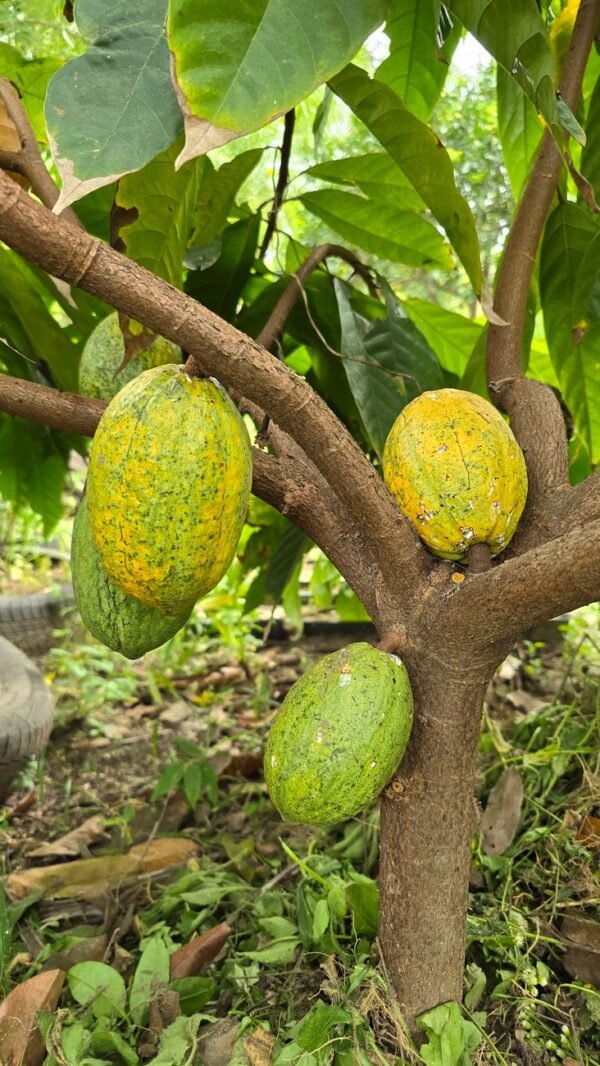 Fa Cacao Cream & Oil Shower Cream 250ml – Wholesale & Export UAE - wholesale supplier | AgroFoods Global