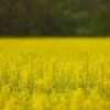Jenan Canola Oil, 1.5L – Wholesale & Export UAE - wholesale supplier | AgroFoods Global