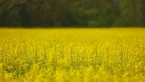 Jenan Canola Oil, 1.5L – Wholesale & Export UAE - wholesale supplier | AgroFoods Global