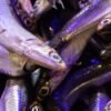 Good Price Frozen Capelin Fish Seafood - wholesale supplier | AgroFoods Global