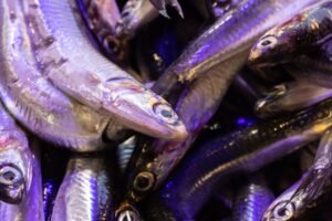 Good Price Frozen Capelin Fish Seafood - wholesale supplier | AgroFoods Global