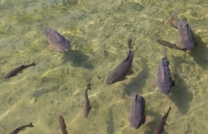 Fresh Water Carp Farming Low Fat - wholesale supplier | AgroFoods Global