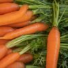 Carrot — Bulk & Wholesale Supply Carrot Red Gajar - wholesale supplier | AgroFoods Global