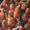 Liansheng Organic Air Dried Carrots Steam - wholesale supplier | AgroFoods Global