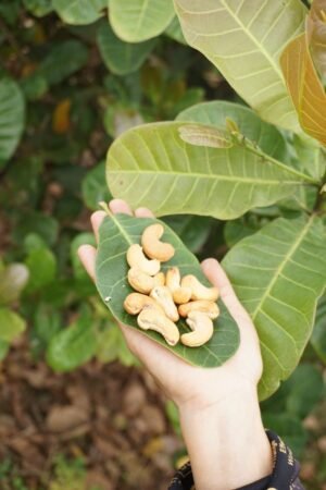 Cashew Roasted - wholesale supplier | AgroFoods Global
