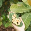 Cashew — Bulk & Wholesale Supply
