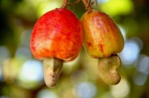 Organic Cashew Nuts W180 W240 W320 - wholesale supplier | AgroFoods Global