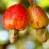 Cashew — Bulk & Wholesale Supply