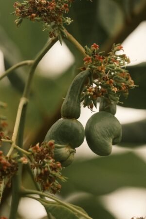 WHITE ORGANIC CASHEW NUT Kernels WW - wholesale supplier | AgroFoods Global