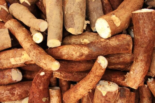 Cassava — Bulk & Wholesale Supply High Quality Hot Sell Cassava Starch - wholesale supplier | AgroFoods Global