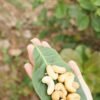 Castania Extra Mixed Nuts, 450g – Wholesale & Export UAE - wholesale supplier | AgroFoods Global