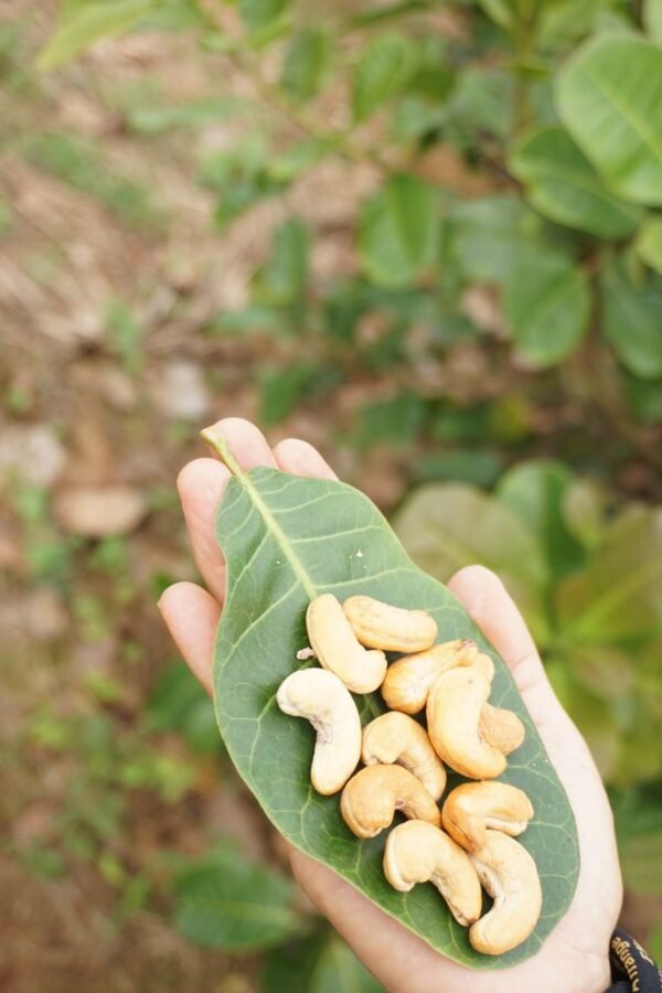 Castania Extra Mixed Nuts, 450g – Wholesale & Export UAE - wholesale supplier | AgroFoods Global