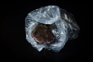 Hot Sales Small Animal Pet Catfish - wholesale supplier | AgroFoods Global