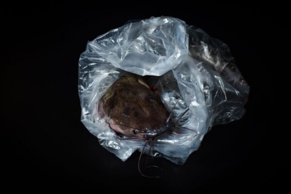Hot Sales Small Animal Pet Catfish - wholesale supplier | AgroFoods Global
