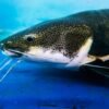 Frozen Catfish Whole Round From XIAMEN - wholesale supplier | AgroFoods Global