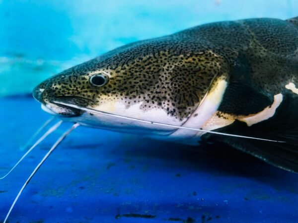 Frozen Catfish Whole Round From XIAMEN - wholesale supplier | AgroFoods Global