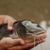 Frozen Catfish Whole Round High Quality - wholesale supplier | AgroFoods Global