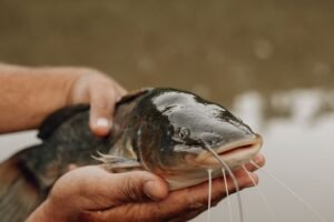 Frozen Catfish Whole Round High Quality - wholesale supplier | AgroFoods Global