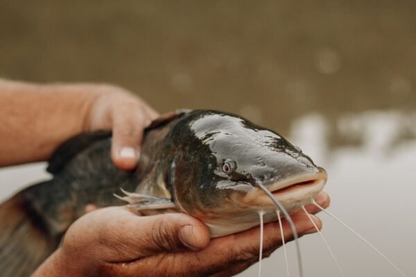 Frozen Catfish Whole Round High Quality - wholesale supplier | AgroFoods Global
