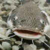 Smoked Catfish - wholesale supplier | AgroFoods Global