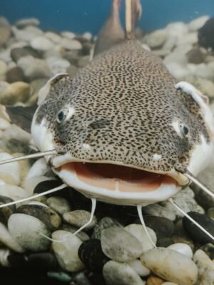 Smoked Catfish - wholesale supplier | AgroFoods Global