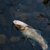 New Arrive Wild Caught Frozen Ocean - wholesale supplier | AgroFoods Global