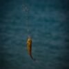 Frozen Wild Caught Pacific White Shrimp - wholesale supplier | AgroFoods Global