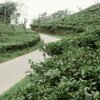 Ceylon Sencha Green Tea Raw Processing - wholesale supplier | AgroFoods Global
