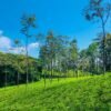 High Quality Bulk Organic Ceylon Cinnamon - wholesale supplier | AgroFoods Global