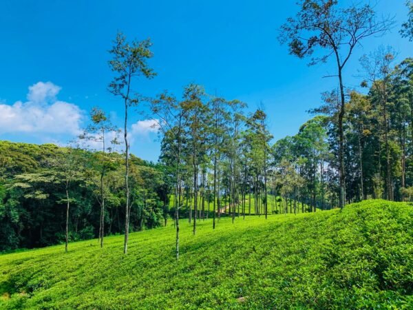 High Quality Bulk Organic Ceylon Cinnamon - wholesale supplier | AgroFoods Global