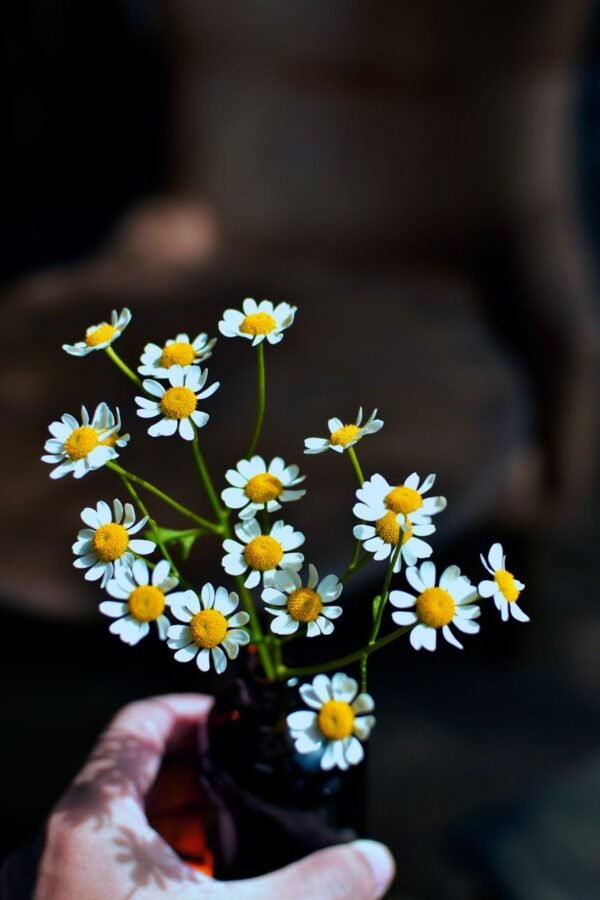 Chamomile — Bulk & Wholesale Supply Myrtle Oil and Echinacea Extract Chamomile - wholesale supplier | AgroFoods Global