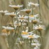 Chamomile — Bulk & Wholesale Supply Bio Chamomile Infusion 20 Tea Bags – Wholesale & Export UAE - wholesale supplier | AgroFoods Global