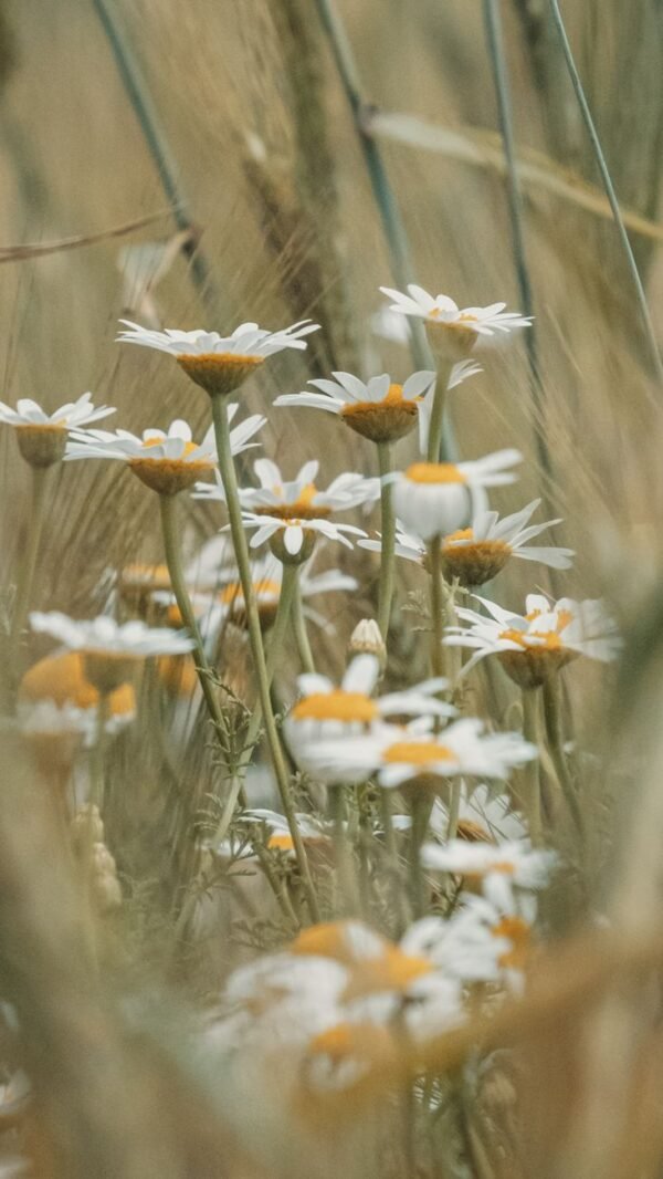 Chamomile — Bulk & Wholesale Supply Bio Chamomile Infusion 20 Tea Bags – Wholesale & Export UAE - wholesale supplier | AgroFoods Global