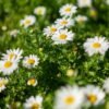 Chamomile — Bulk & Wholesale Supply Palmolive Naturals Chamomile & Vitamin E Balanced And Mild Bar Soap 170g – Wholesale & Export UAE - wholesale supplier | AgroFoods Global