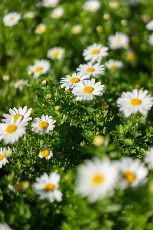 Chamomile — Bulk & Wholesale Supply Palmolive Naturals Chamomile & Vitamin E Balanced And Mild Bar Soap 170g – Wholesale & Export UAE - wholesale supplier | AgroFoods Global