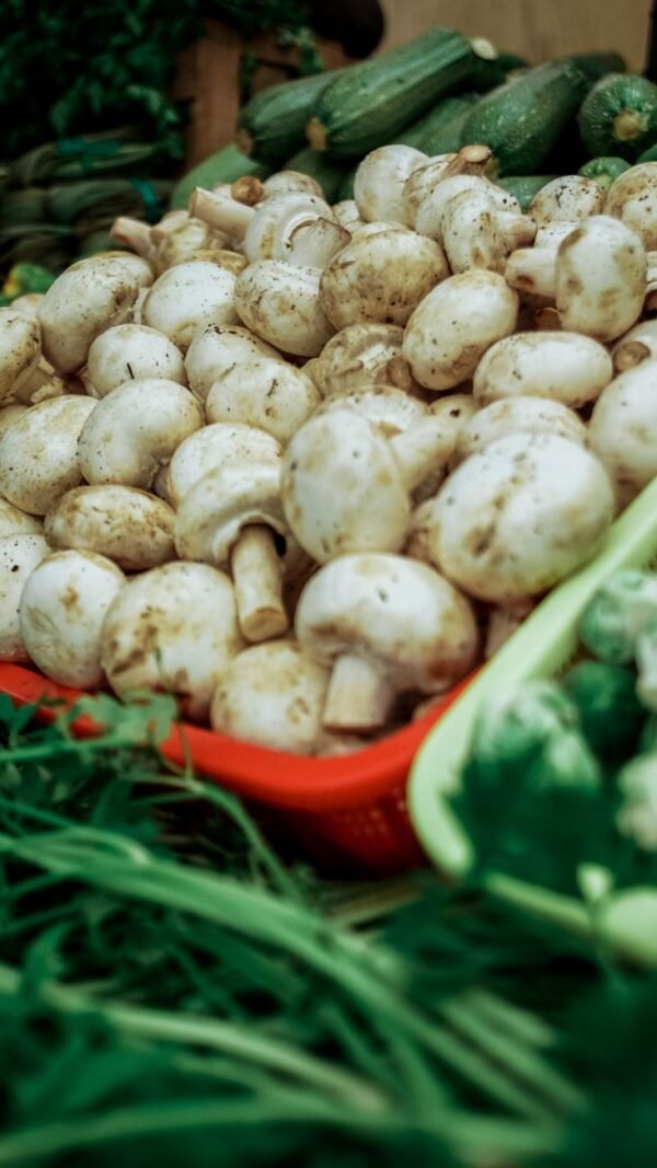 Champignon — Bulk & Wholesale Supply Canned Mushroom Mix Champignon and King - wholesale supplier | AgroFoods Global