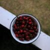 Hortex Stoned Cherries 300g – Wholesale & Export UAE - wholesale supplier | AgroFoods Global