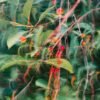 Cherry - wholesale supplier | AgroFoods Global