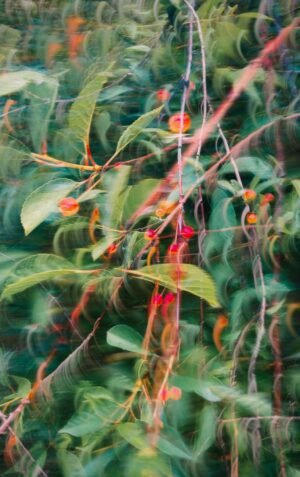 Cherry - wholesale supplier | AgroFoods Global