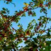Coca-Cola Soft Drink Can Cherry, 355ml – Wholesale & Export UAE - wholesale supplier | AgroFoods Global