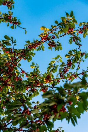 Coca-Cola Soft Drink Can Cherry, 355ml – Wholesale & Export UAE - wholesale supplier | AgroFoods Global